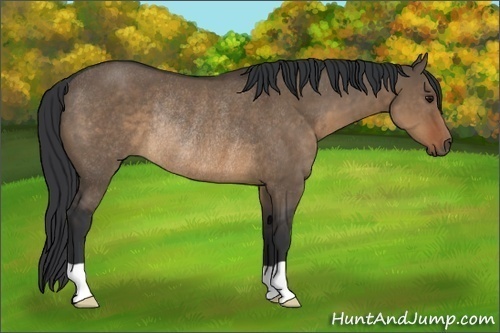 Horse Color:Brown Dun Rabicano 