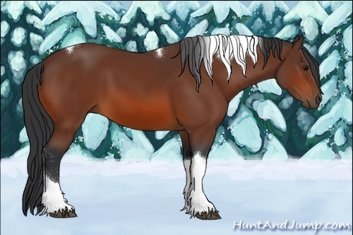 Horse Color:Bay Tobiano 