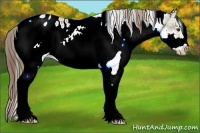 Horse Color:Plaid White Spotted Chestnut Frame Appaloosa