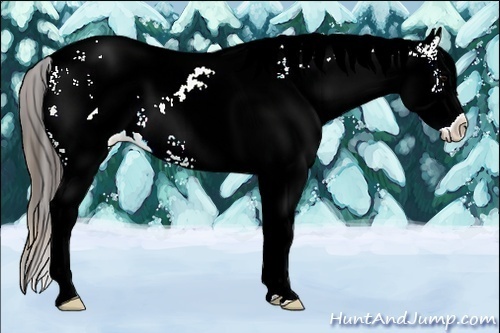 Horse Color:Plaid  White Spotted Brown Appaloosa Rabicano 