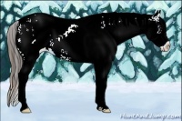 Horse Color:Plaid White Spotted Brown Appaloosa Rabicano