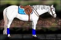 Horse Color:Chestnut Snowcap Rabicano 