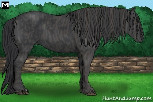Horse Color:Black  Brindle