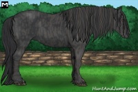 Horse Color:Black  Brindle
