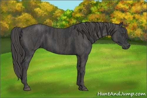 Horse Color:Black  Brindle
