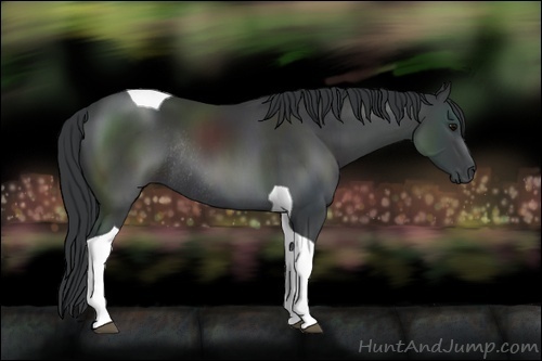 Horse Color:Black Sabino Tobiano Rabicano 