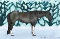 Horse Color:Black Tobiano 