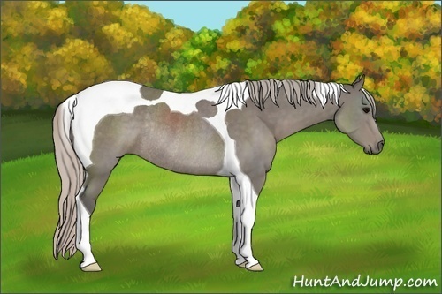 Horse Color:Silver Black Tobiano Rabicano