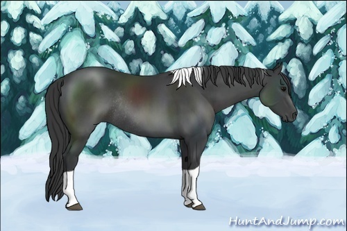 Horse Color:Black Tobiano Rabicano 