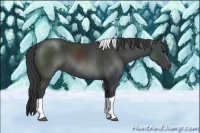 Horse Color:Black Tobiano Rabicano