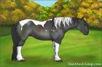 Horse Color:Black Sabino Tobiano 