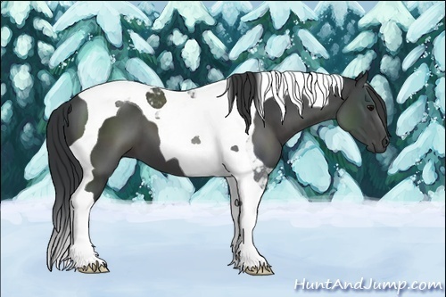 Horse Color:Black Tobiano 
