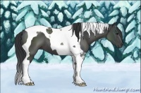 Horse Color:Black Tobiano 