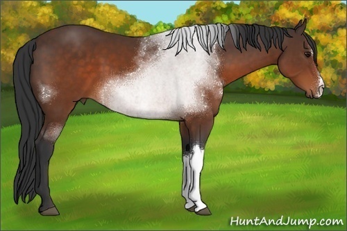 Horse Color:Brown 