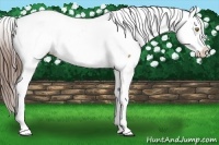 Horse Color:Amber Champagne Appaloosa Rabicano