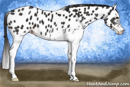Horse Color:White Spotted Liver Chestnut Appaloosa 