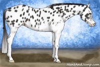 Horse Color:White Spotted Liver Chestnut Leopard 