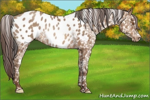 Horse Color:Sable Champagne Appaloosa Rabicano