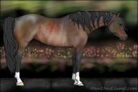 Horse Color:Bay Rabicano