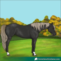 Horse Color:Liver Chestnut 