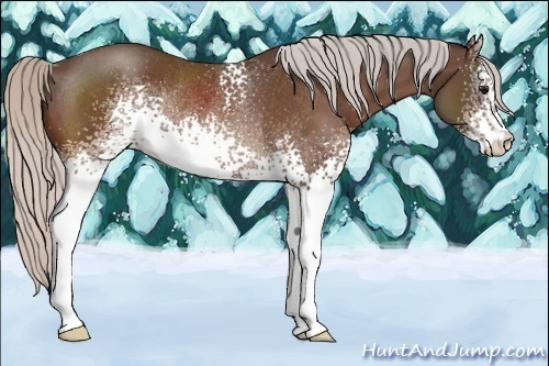 Horse Color:White Spotted Silver Bay Rabicano