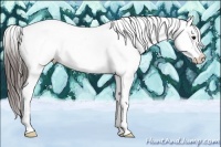 Horse Color:Bay Dun Appaloosa Rabicano 
