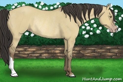 Horse Color:Sable Cream Champagne Dun Rabicano 