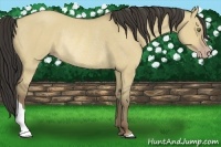 Horse Color:Sable Cream Champagne Dun Rabicano