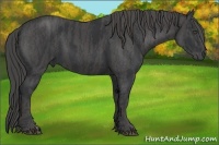 Horse Color:Black  Brindle