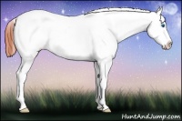 Horse Color:Bay Sabino Splash Appaloosa 