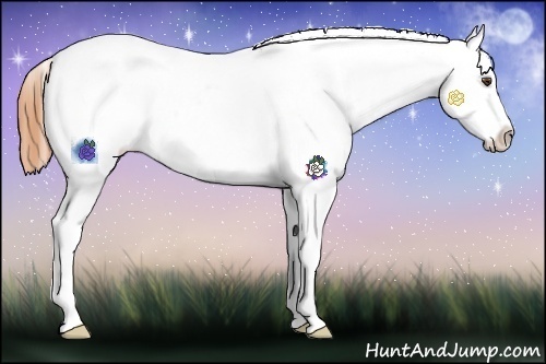 Horse Color:Buckskin Dun Appaloosa