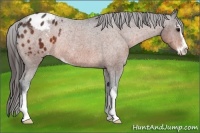 Horse Color:Bay Sabino Blanket Rabicano