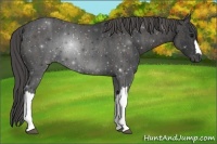 Horse Color:Black  Brindle