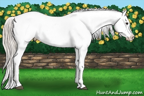 Horse Color:Silver Bay Appaloosa 