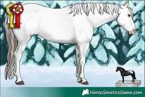 Horse Color:Liver Chestnut Sabino Splash Varnish 