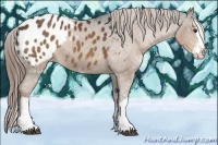 Horse Color:Liver Chestnut Sabino Splash Appaloosa 