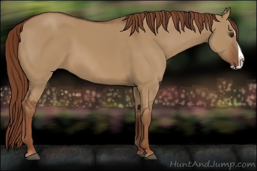 Horse Color:Red Dun Splash 