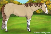 Horse Color:Red Dun Splash