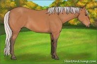 Horse Color:Silver Bay 