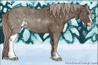 Horse Color:Chocolate Palomino Sabino