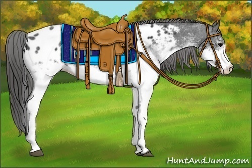 Horse Color:White Spotted Black Appaloosa 