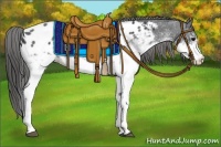 Horse Color:White Spotted Black Appaloosa