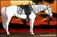 Horse Color:Grullo Appaloosa 