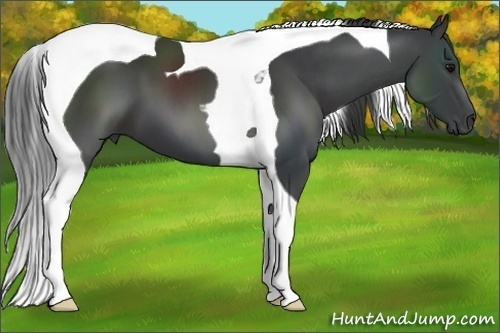 Horse Color:Black Tobiano 