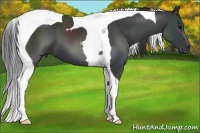Horse Color:Black Tobiano 