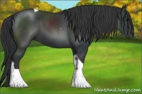 Horse Color:Black Tobiano 