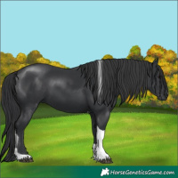Horse Color:Black Tobiano 