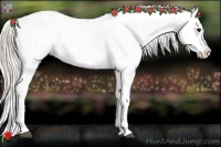 Horse Color:White Spotted Silver Bay Appaloosa 
