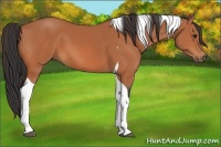 Horse Color:Bay Tobiano