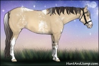 Horse Color:White Spotted Amber Champagne Dun Tobiano 